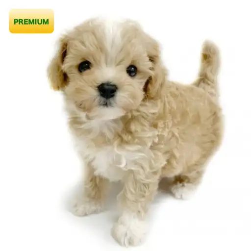 MIX(トイプードル×マルチーズ)