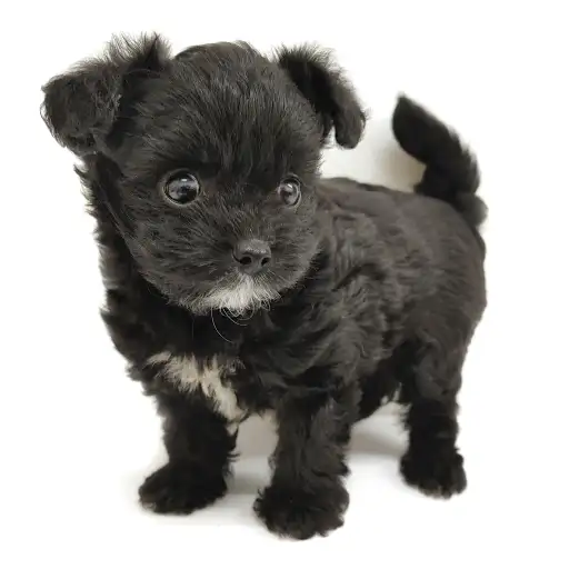 MIX（チワワ×トイプードル）