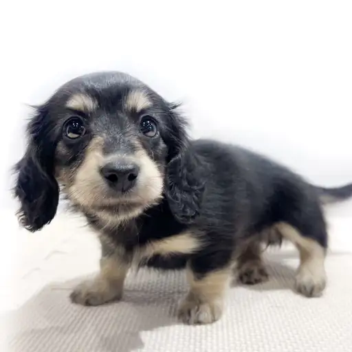 カニンヘン・ダックスフント