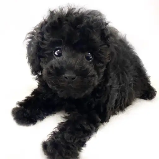 トイ・プードル