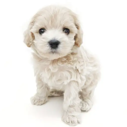 MIX（マルチーズ×トイプードル）