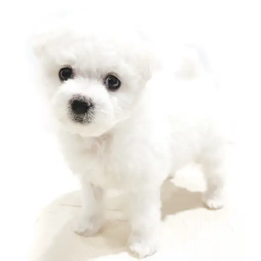 ビションフリーゼ