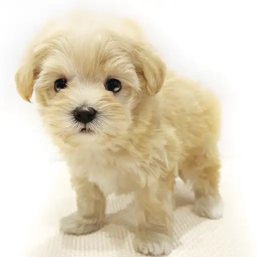 MIX（トイプードル×マルチーズ）