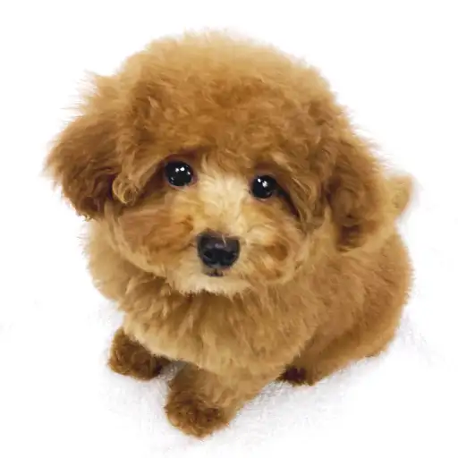 トイ・プードル