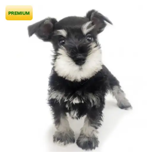 ミニチュア・シュナウザー