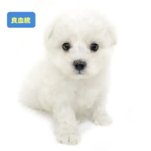 ビションフリーゼ