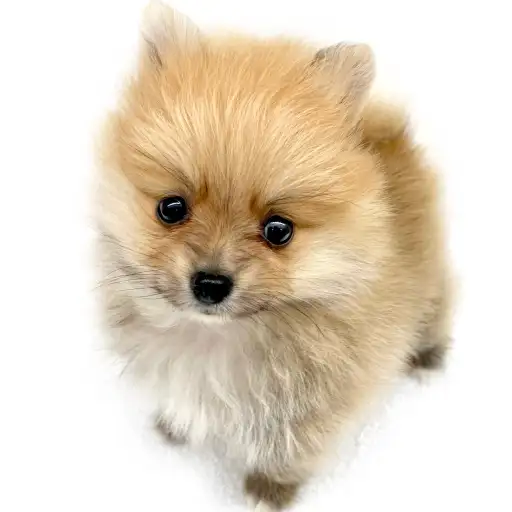ポメラニアン