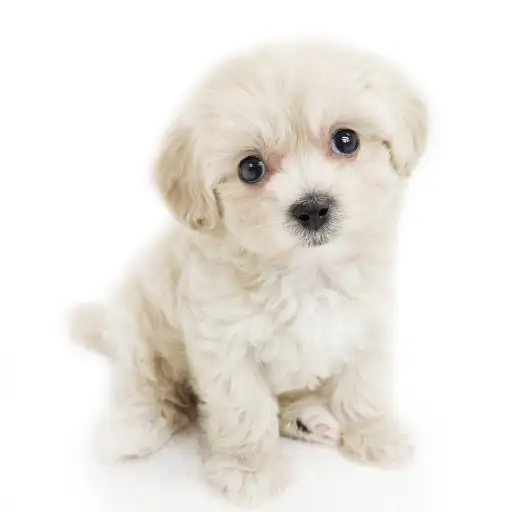 MIX（マルチーズ×トイプードル）