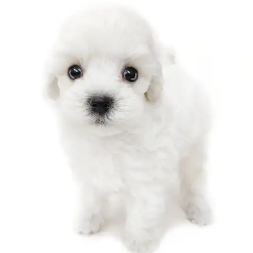 MIX（トイプードル×マルチーズ）