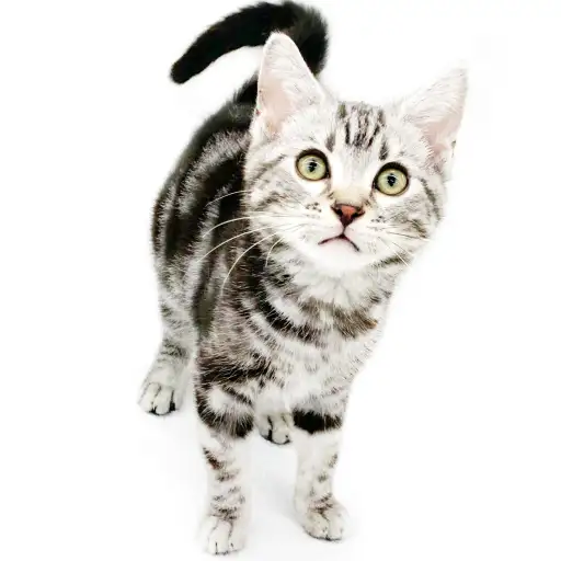 アメリカンショートヘア