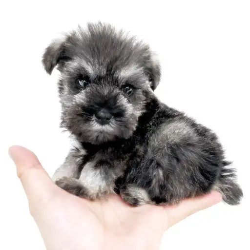 ミニチュア・シュナウザー