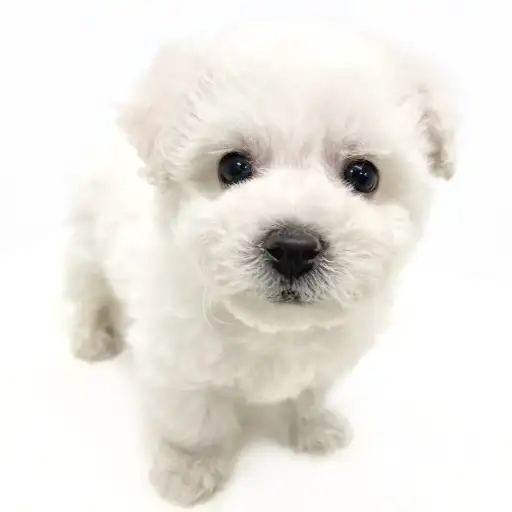 ビションフリーゼ