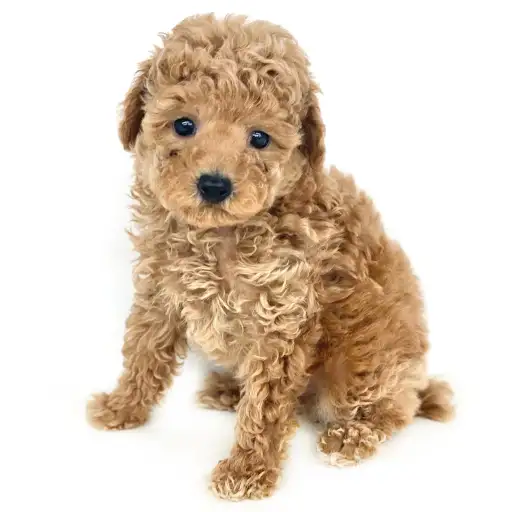 トイ・プードル