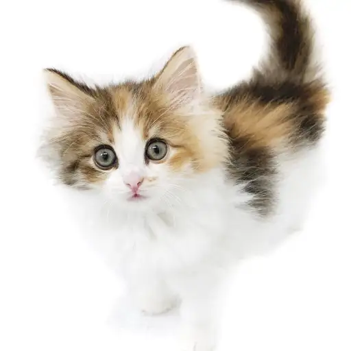 ノルウェージャンフォレストキャット