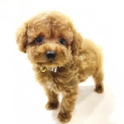 トイ・プードル