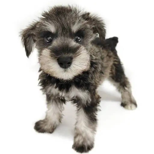 ミニチュア・シュナウザー