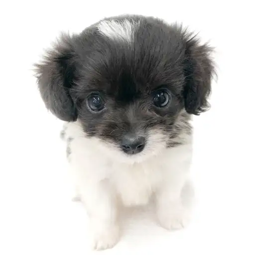 MIX（チワワ×トイプードル）