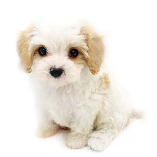 MIX（マルチーズ×キャバリアキングチャールズスパニエル）