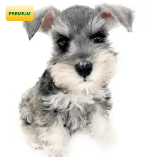 ミニチュア・シュナウザー