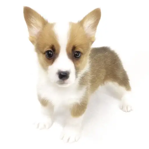 ウェルシュコーギーペンブローク