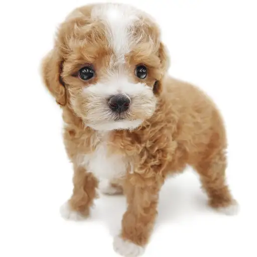 MIX（トイプードル×マルチーズ）