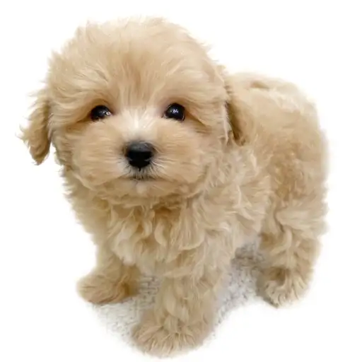 MIX（トイプードル×マルチーズ）