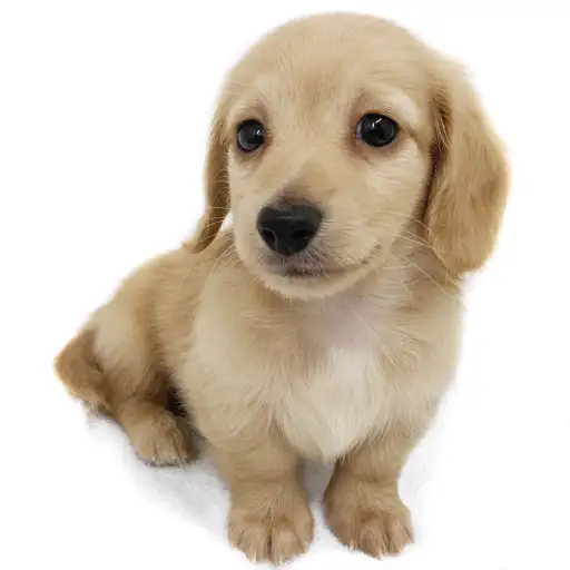 カニンヘン・ダックスフント