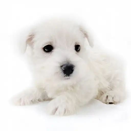 ウェストハイランドホワイトテリア