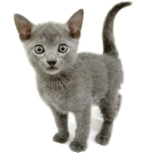 ロシアンブルー