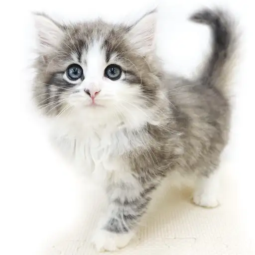 ノルウェージャンフォレストキャット