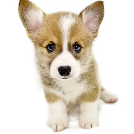 ウェルシュコーギーペンブローク