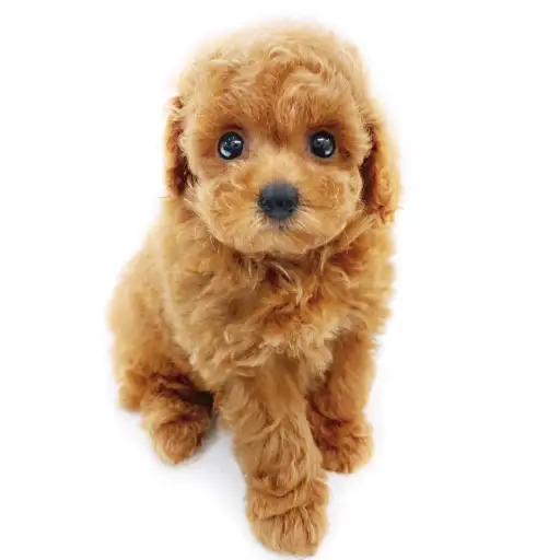 トイ・プードル