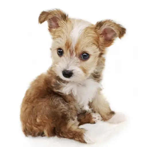 MIX（トイプードル×チワワ）