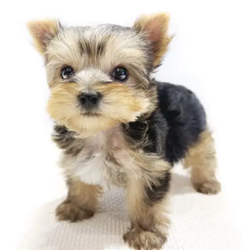 ヨークシャーテリア