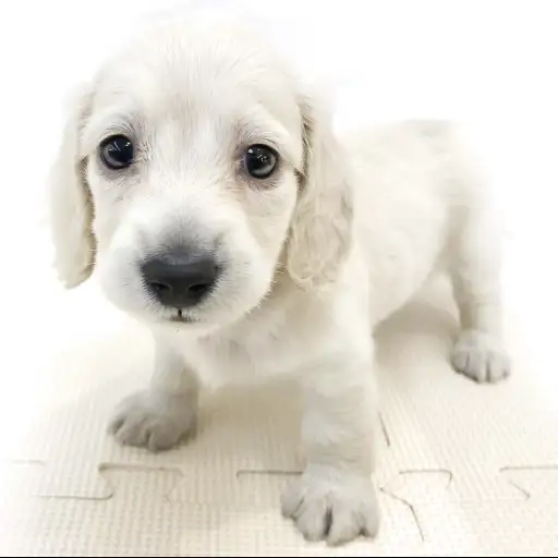 カニンヘン・ダックスフント