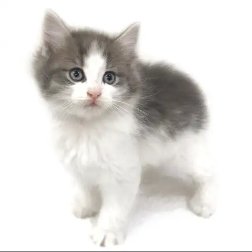 ノルウェージャンフォレストキャット