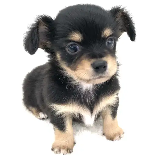 MIX（チワワ×カニンヘンダックスフント）