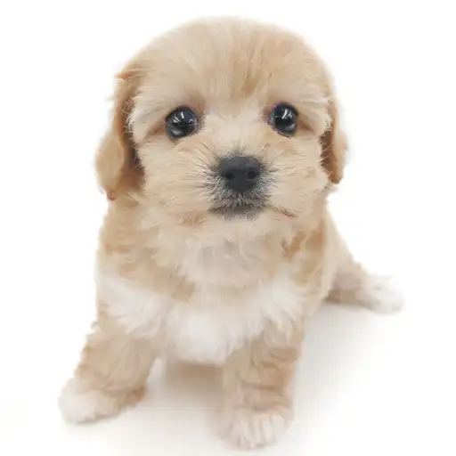 MIX（トイプードル×マルチーズ）