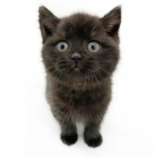 スコティッシュフォールド