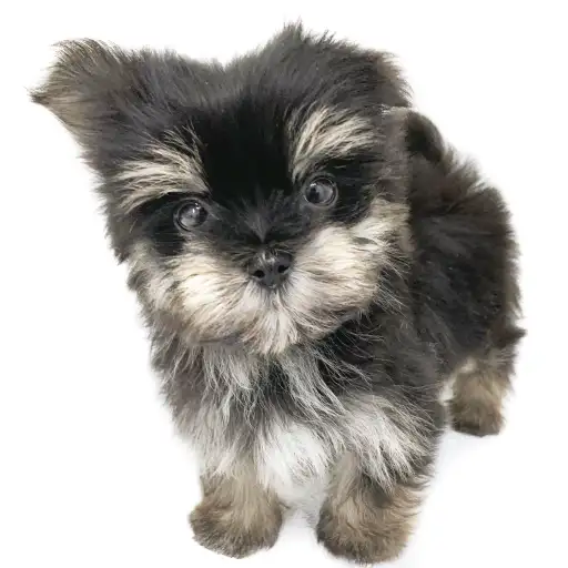 MIX（マルチーズ×ヨークシャーテリア）