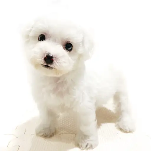 ビションフリーゼ