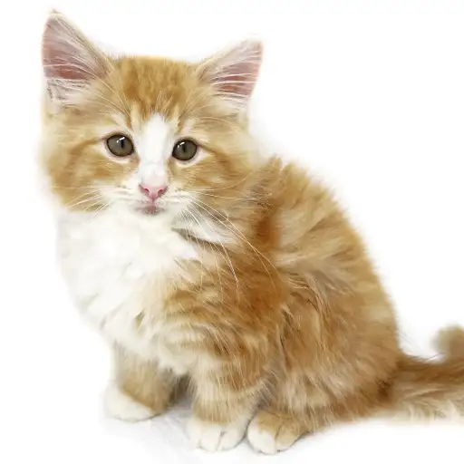 ノルウェージャンフォレストキャット