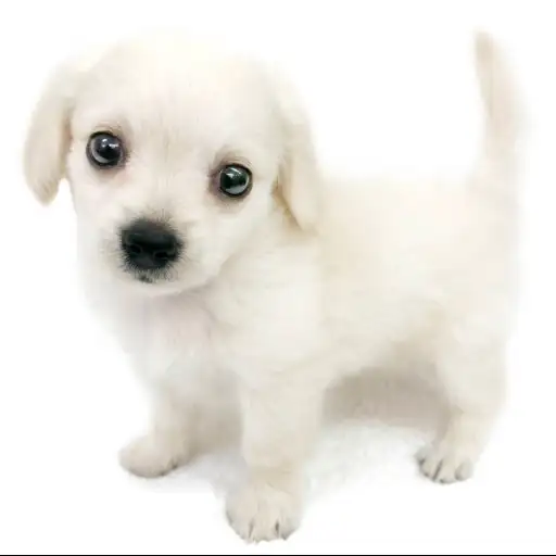 MIX（チワワ×ミニチュアダックスフント）