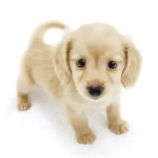 カニンヘン・ダックスフント