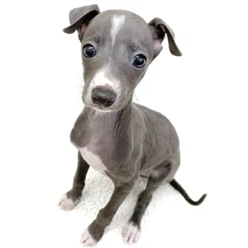 イタリアングレーハウンド