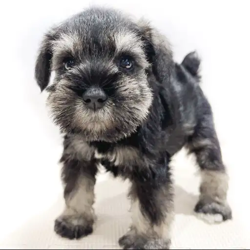 ミニチュア・シュナウザー