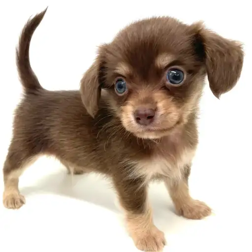 MIX（チワワ×ミニチュアダックスフント）