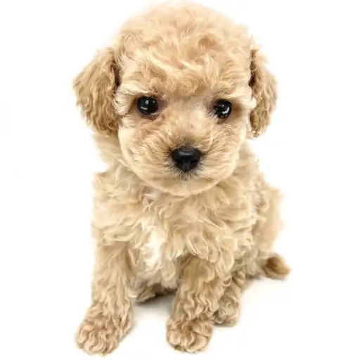 トイ・プードル