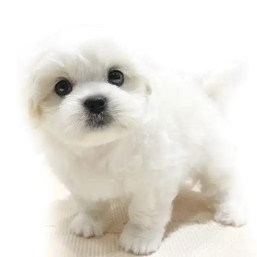 MIX（マルチーズ×ペキニーズ）