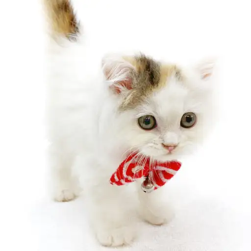 スコティッシュフォールド